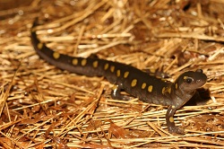 Ambystoma maculatum